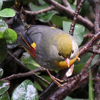 Red-billed Leiothrix - Leiothrix lutea