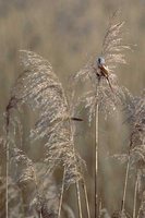 Bearded Reedling - Panurus biarmicus