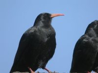 Red-billed Chough - Pyrrhocorax pyrrhocorax