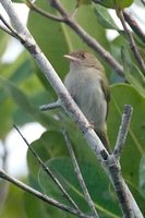 Brown-headed Greenlet - Hylophilus brunneiceps