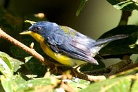 Tropical Parula - Parula pitiayumi