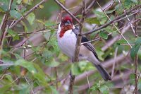Red-cowled Cardinal - Paroaria dominicana