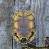 Jabuti, Red-footed tortoise (Geochelone carbonaria)