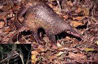 Pangolin