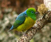 Blue-naped Chlorophonia (??Nick Athanas)