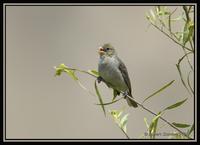 Drab Seedeater