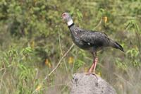 Southern  screamer   -   Chauna  torquata   -   Kaimichi meridionale