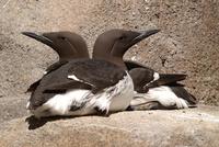 Common Murre