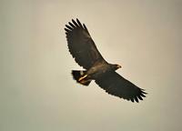 Common Black-hawk close-up  
