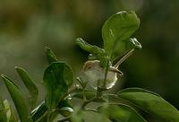 Graceful Warbler