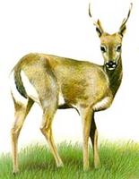 Veado Campeiro