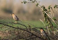 The Brahminy Mynah or Brahminy Starling(Sturnus pagodarum)