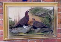 Pair of Red Grouse