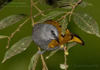 Grey-bellied Bulbul