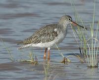 Spotted Redshank p.138