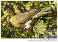 White-Bellied Green Pigeon 紅翅綠鳩 IMG 3038.jpg