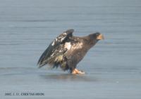 Steller's Sea Eagle Haliaeetus pelagicus 참수리