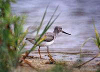 Terek Sandpiper Xenus cinereus 뒷부리도요