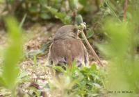 Oriental-Greenfinch Carduelis sinica 방울새