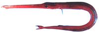 홍대치 Fistularia commersonii Ruppell