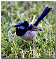 Superb Fairy-Wren(Malurus cyaneus)