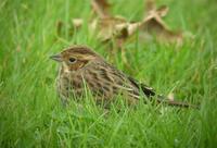 Bruant            nain juv. (Emberiza pusilla)