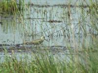 Chevalier             bargette (Tringa cinerea)