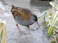 Water Rail (Rallus aquaticus)