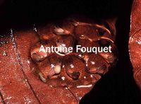: Ameerega hahneli; Epipedobates D'hahnel