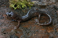 : Aneides ferreus; Clouded Salamander