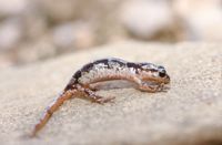 : Lyciasalamandra luschani finikensis; Lycian Salamander