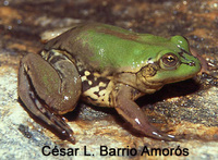 : Pseudis paradoxa