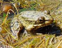 : Rana aurora; Red-legged Frog