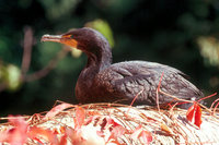 : Phalacrocorax auritus; Double-crested Cormorant