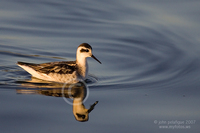 : Phalaropus lobatus; Red-necked Phalarope