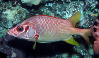 : Sargocentron spiniferum; Sabre Squirrelfish