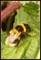 : Bombus hortorum