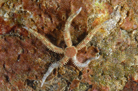 : Ophiopholis kennerlyi; Brittle Star