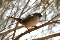 Menetries Warbler
