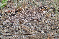 The cryptically plumaged Heuglin’s Courser is always a firm favourite (Nik Borrow)