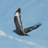 Upland Buzzard