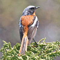 Eversmann's Redstart