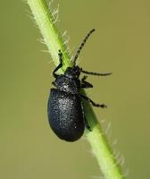 Galeruca tanaceti