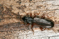 Dendrophagus crenatus