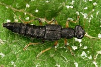 Stenus cicindeloides