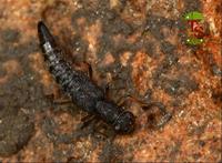 Stenus clavicornis