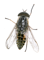 Tabanus bromius