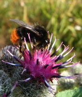 Bombus lapidarius - Red-tailed Bumblebee