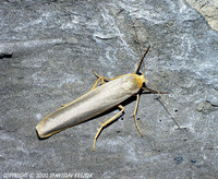 Eilema complana - Scarce Footman