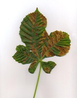 Cameraria ohridella - Horse-chestnut Leafminer